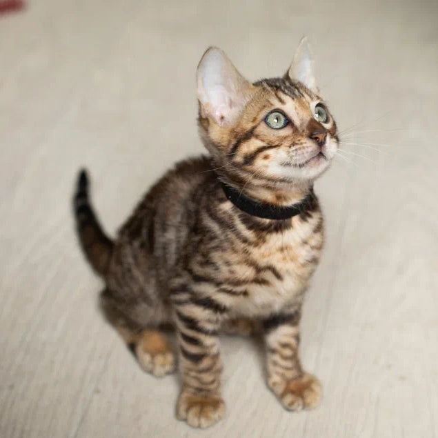 Willli Bengal male, black spotted tabby