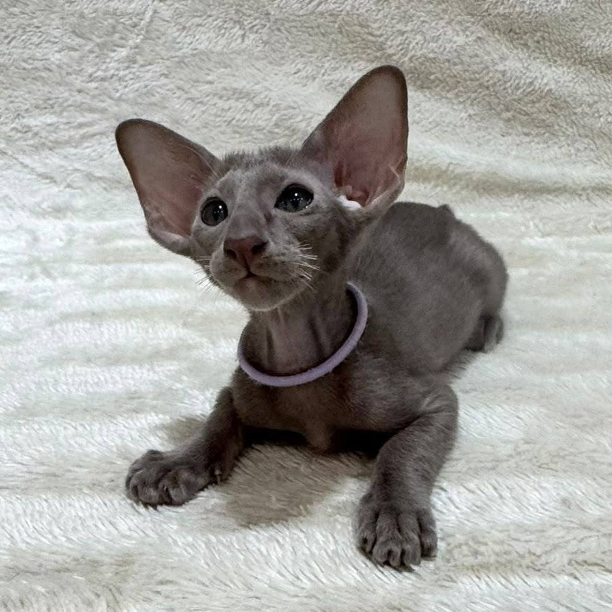 Kenzo Oriental Shorthair male, lilac