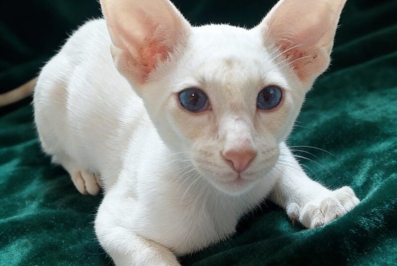Elton Siamese male, cream tabby