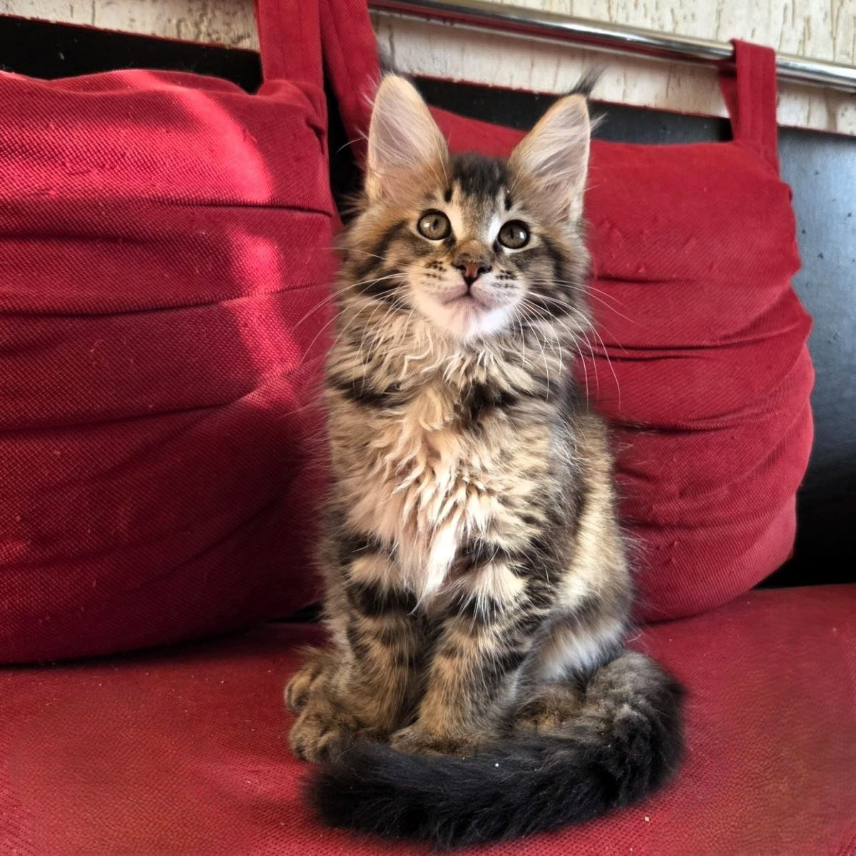 Rodion Maine Coon polydactyl 6x6x6x6 male, black ticked tabby