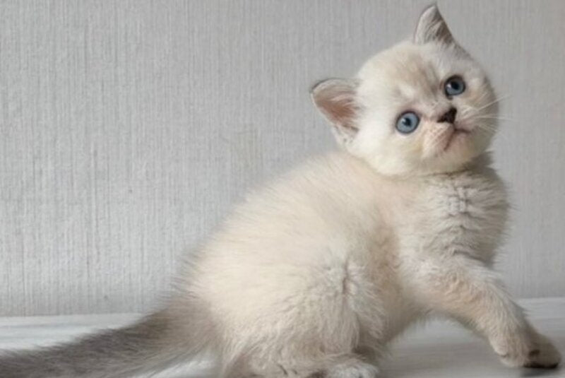 Hani Scottish Straight female, black tabby pointed