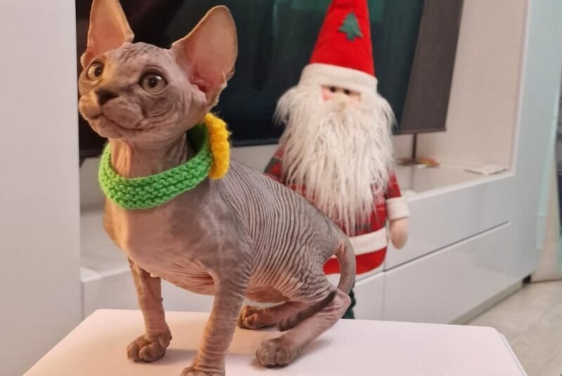 Dasha Canadian Sphynx female black tabby - live animals