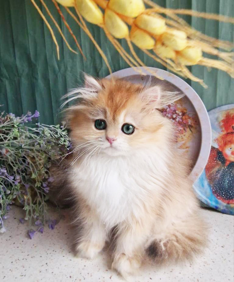 Zabava British Longhair female, black golden chinchilla