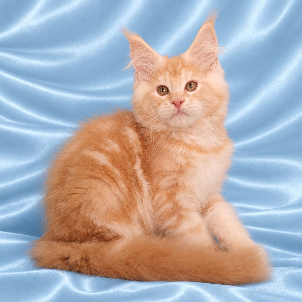 Zefir Maine Coon male, red silver tabby
