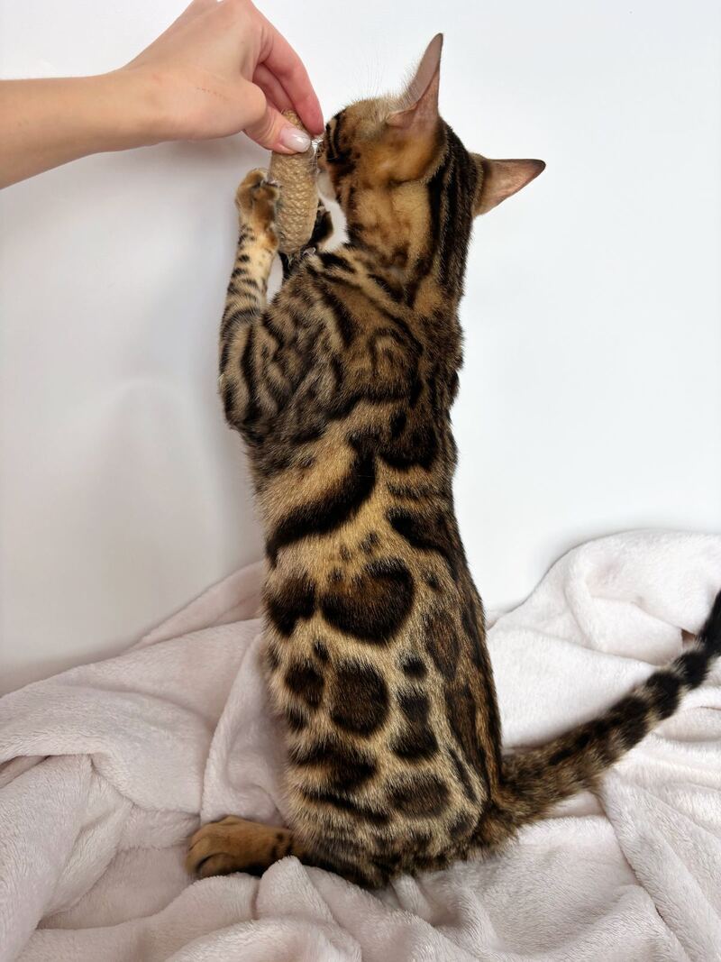 Lola Bengal female black spotted tabby - live animals
