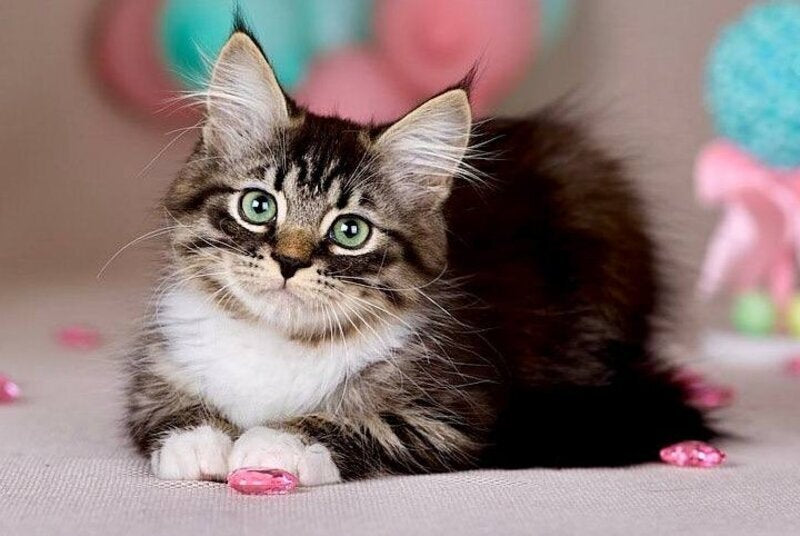 Fabian Siberian male, black with white tabby