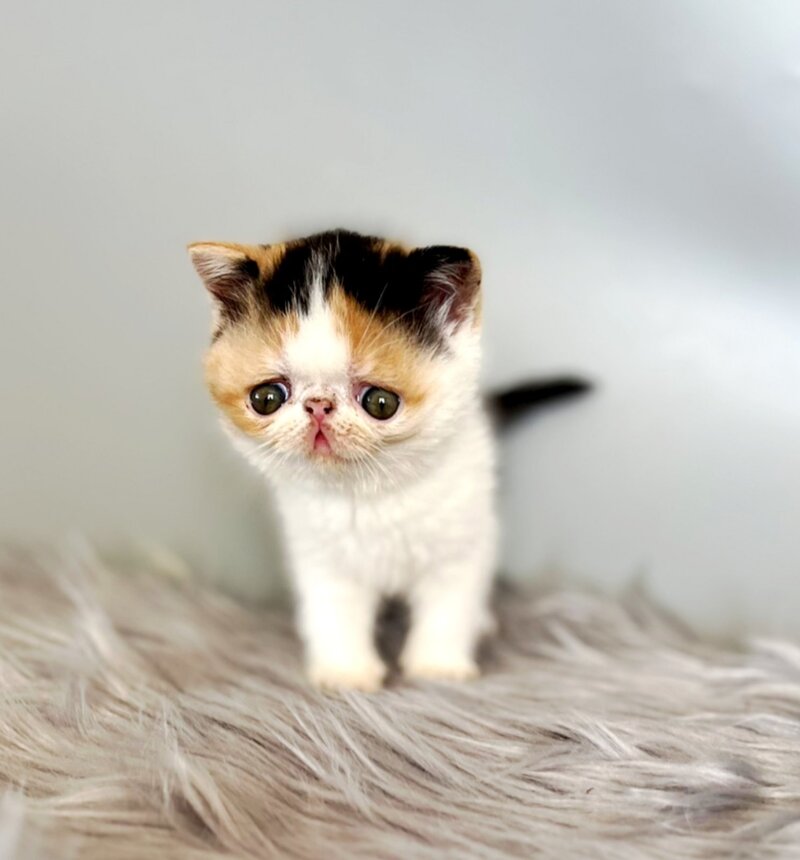 Zara Exotic female, black tortie bicolour