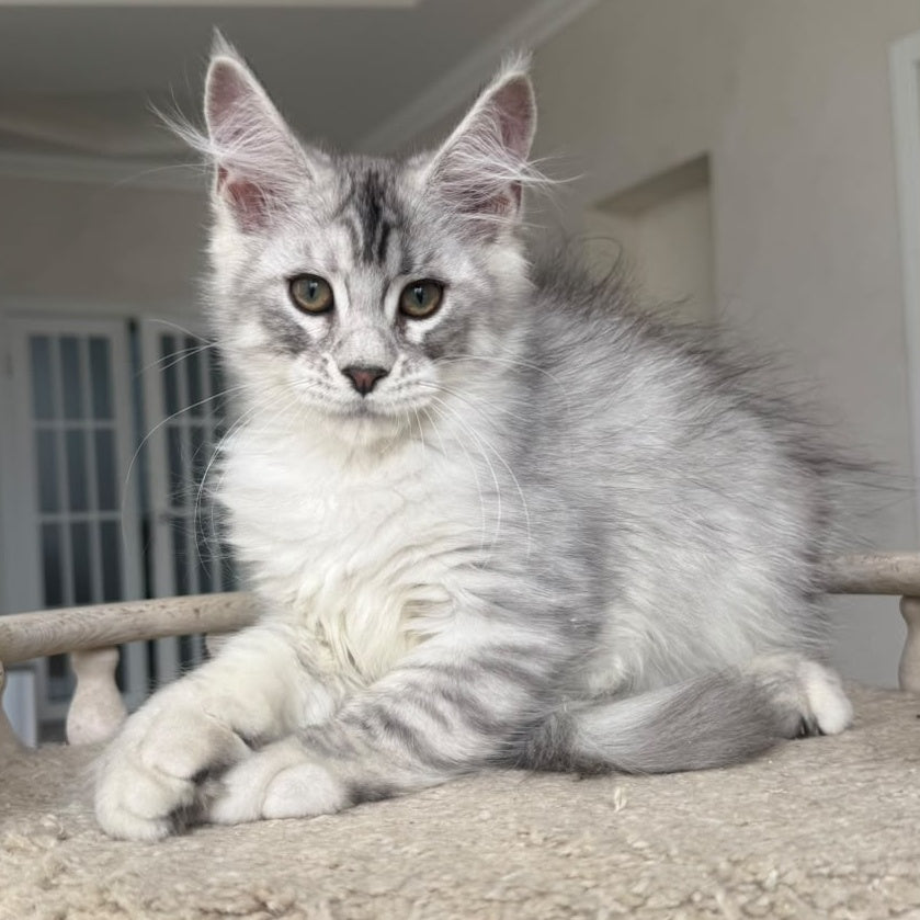 Pegasus Maine Coon male, black silver tabby