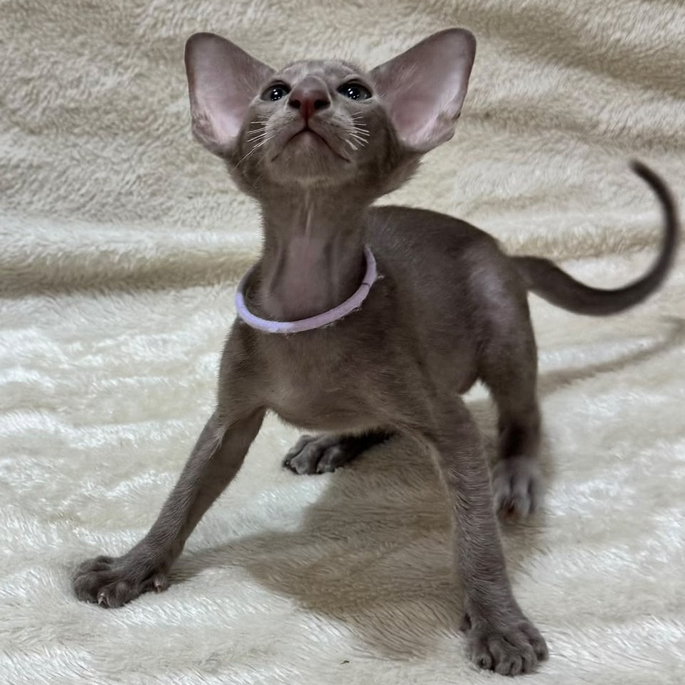 Kenzo Oriental Shorthair male, lilac