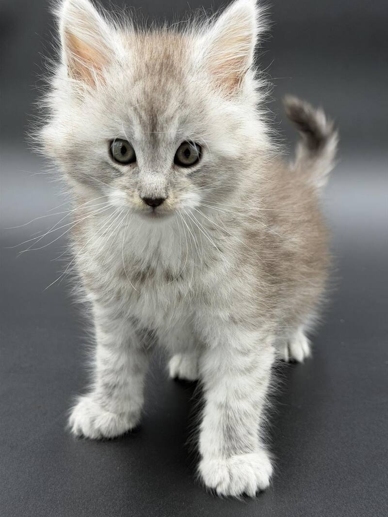 Ronald Maine Coon polydactyl male black silver spotted tabby - live animals