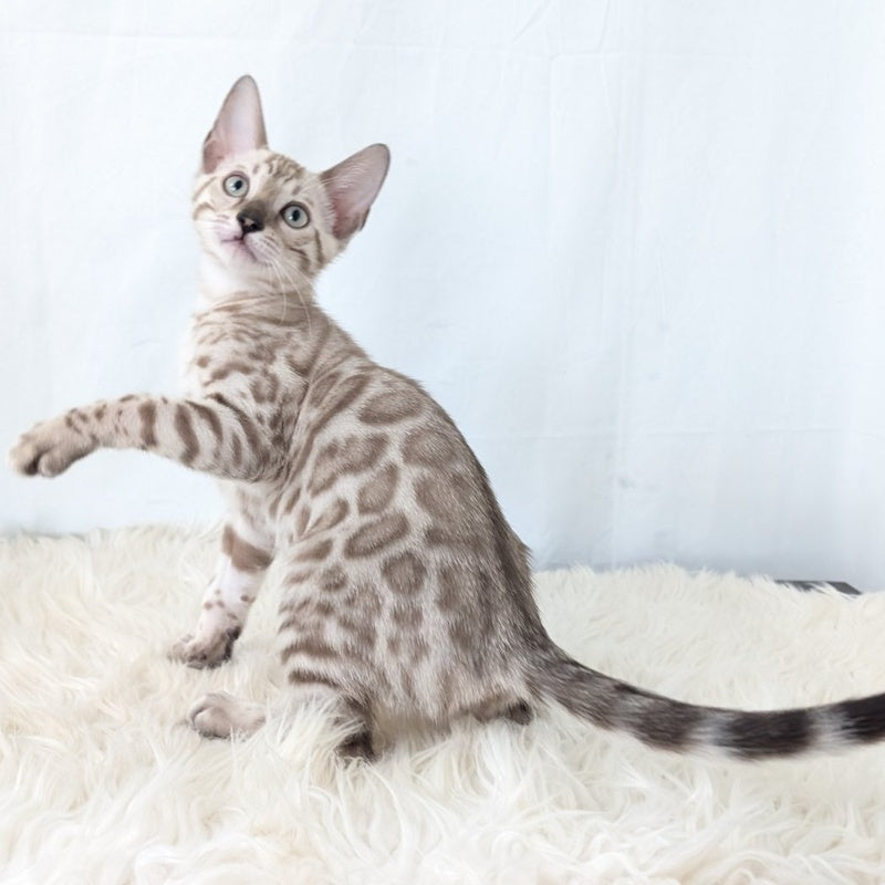 Ava Bengal female, black silver spotted tabby pointed