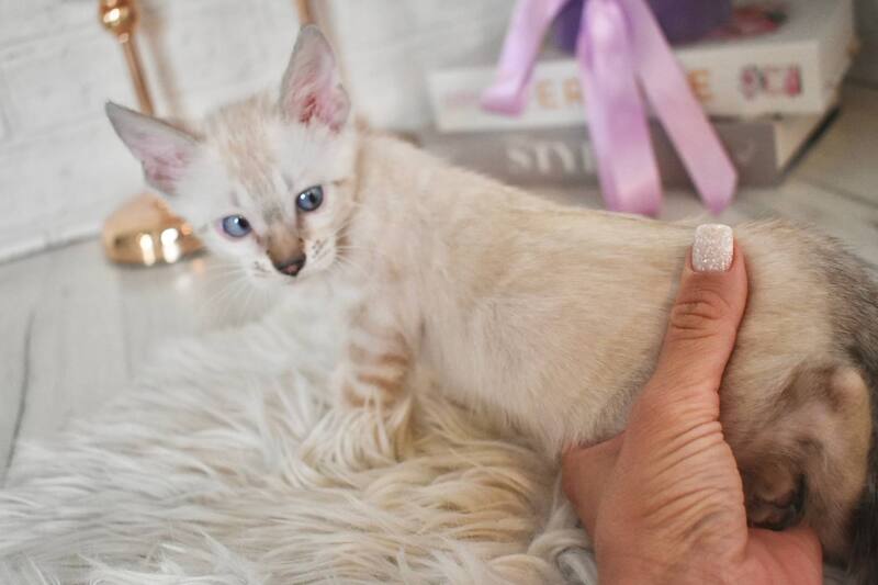 Sneja Bengal female black spotted tabby pointed - live animals