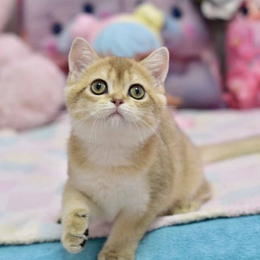 Crystal British Shorthair female, black golden shaded