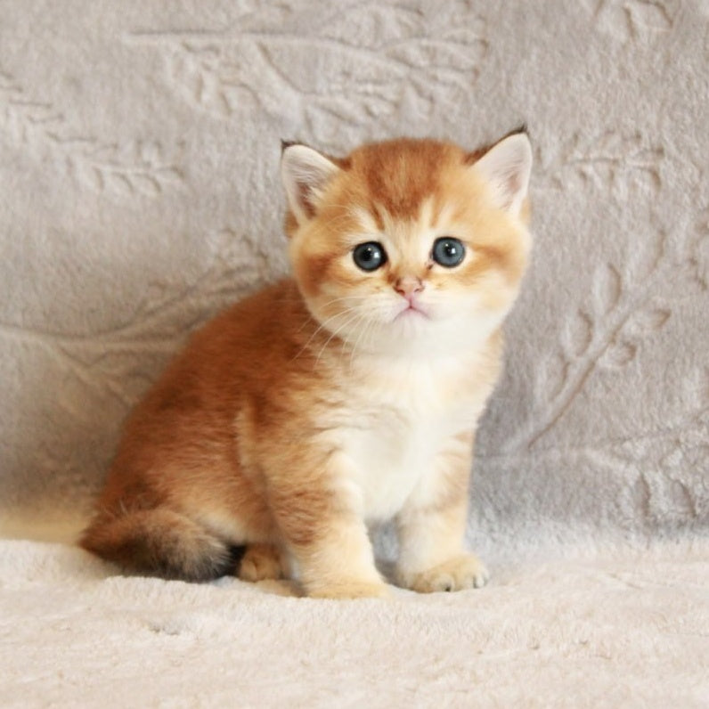 Latte British Shorthair male, black golden shaded