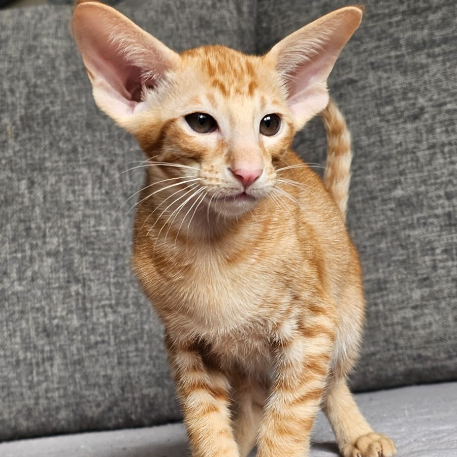 Vegas Oriental Shorthair male, red spotted tabby