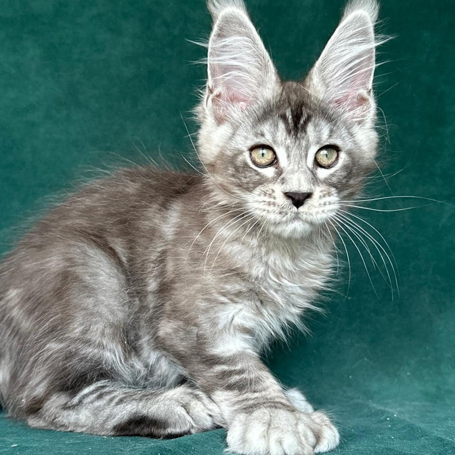 Iney Maine Coon polydactyl 6x6x6x6 male, black silver tabby