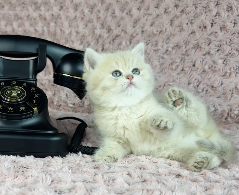 Beautiful Anita British Shorthair female lilac golden spotted tabby - live animals