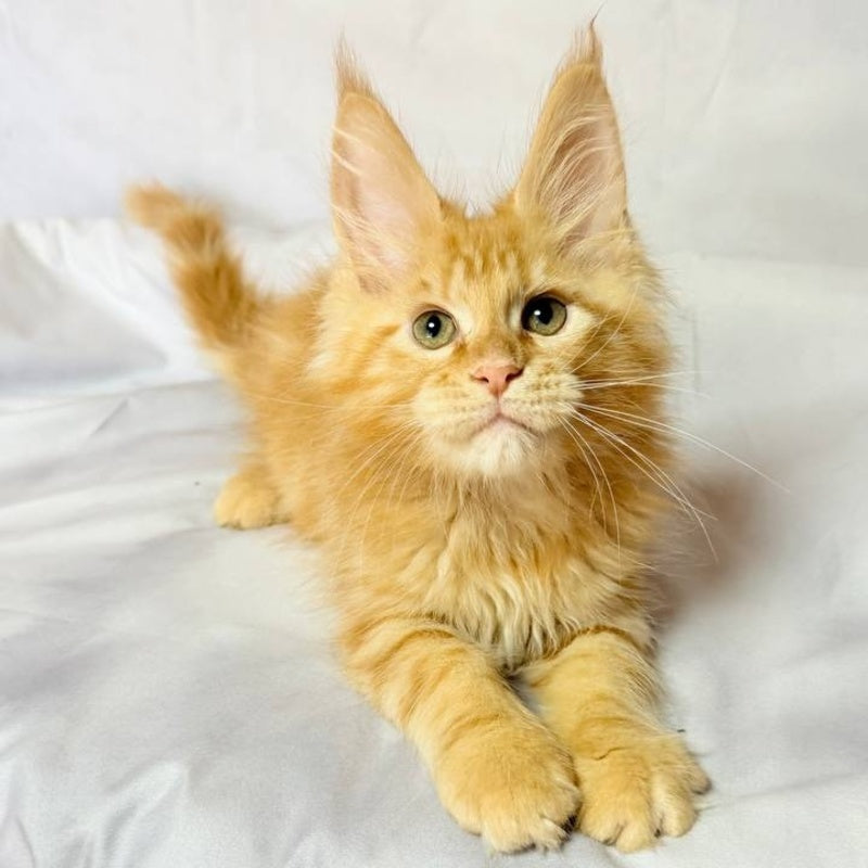 Luthor Maine Coon male, red tabby
