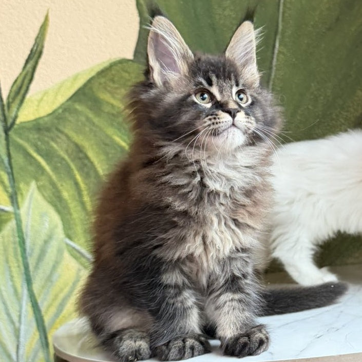 Cleo Maine Coon male, black ticked tabby