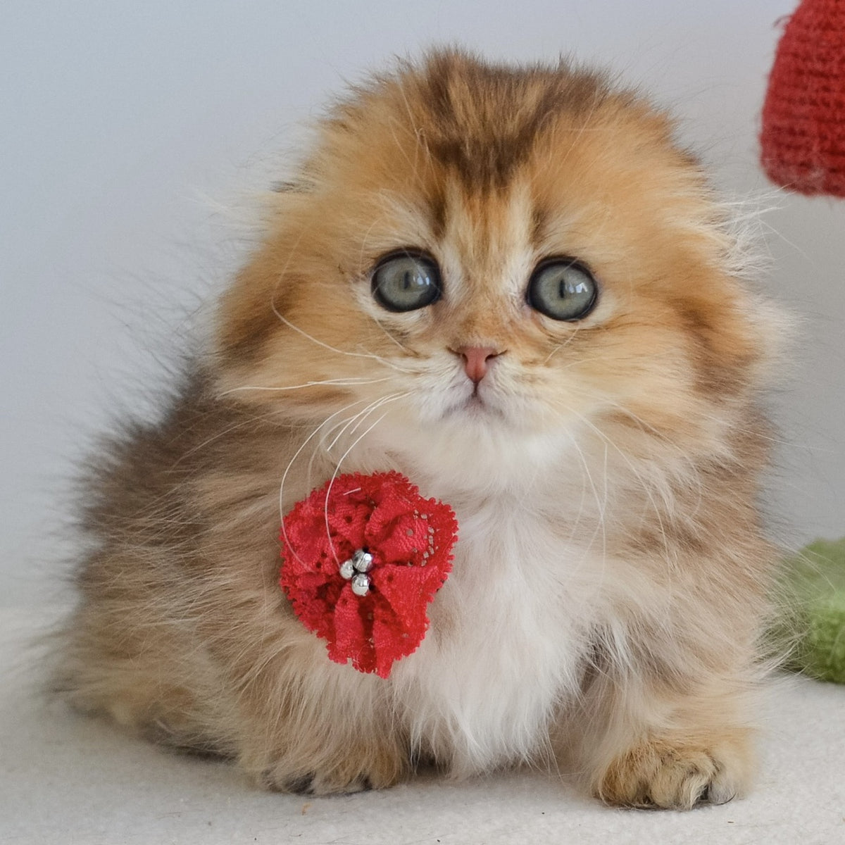Henny Munchkin female, black golden ticked tabby