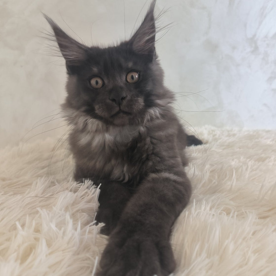 Xelius Maine Coon male, black silver