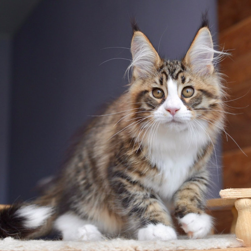 Bright Star Maine Coon male, black with white spotted tabby