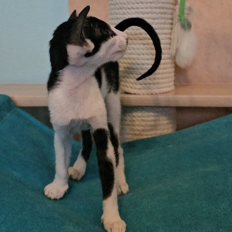 Sindy Oriental Shorthair female, black bicolour