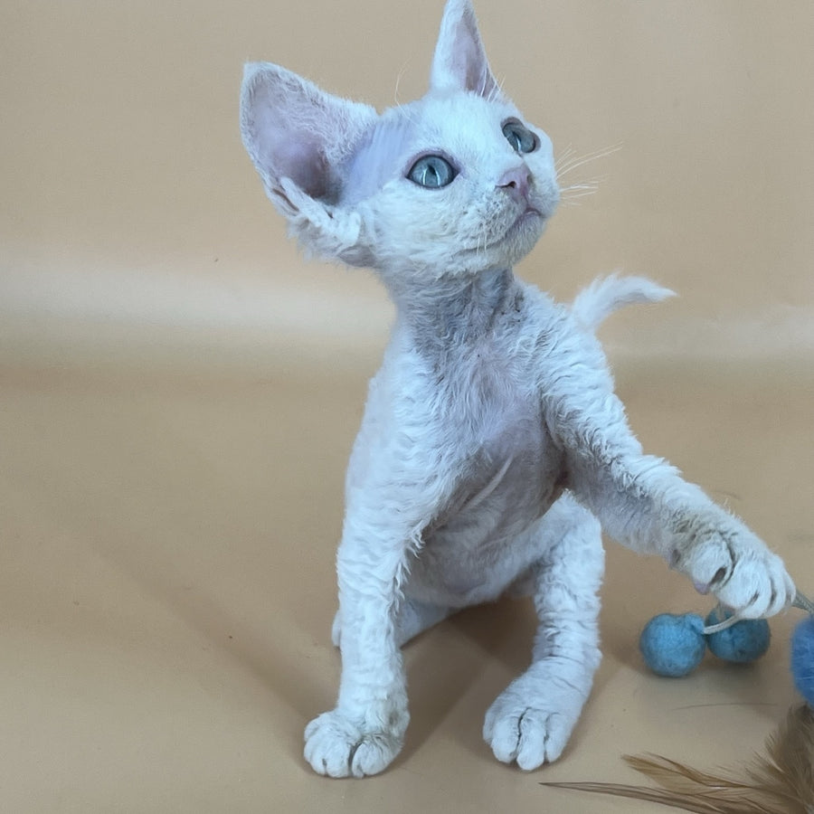Arni Devon Rex male, white