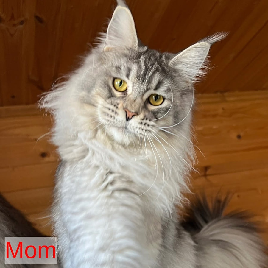 Courvosier Maine Coon male, blue silver ticked tabby