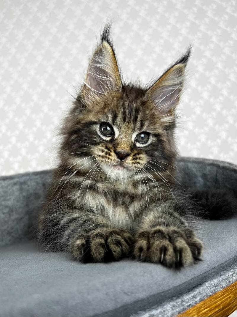 Pathos Maine Coon male, black tabby