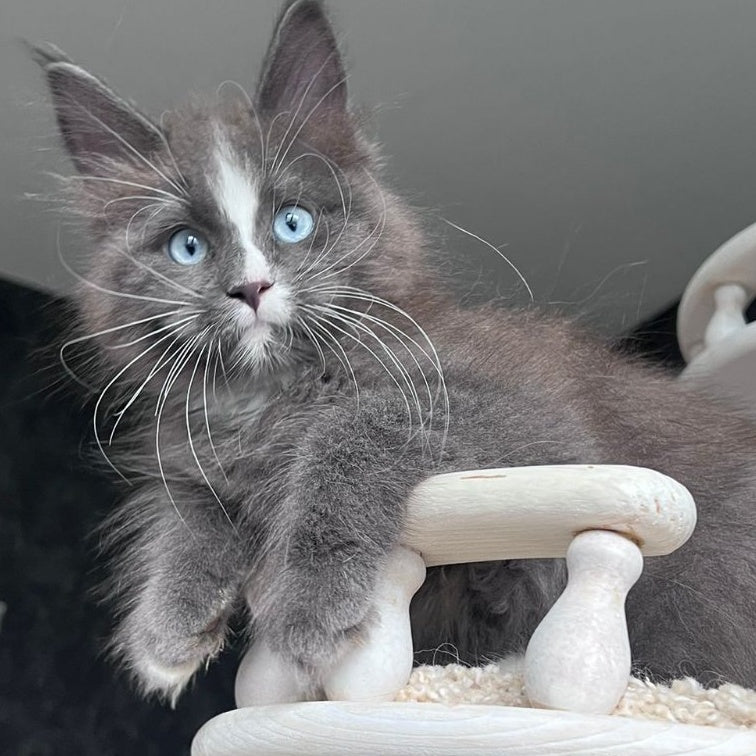 Yuna Maine Coon female, blue with white