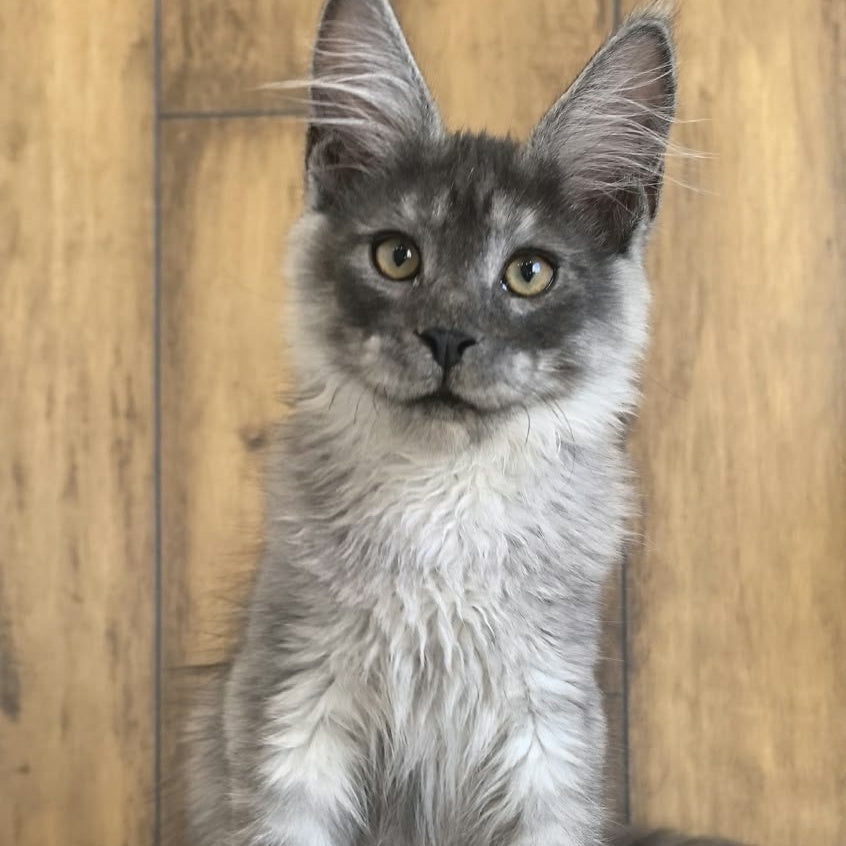 Walter Maine Coon male, black silver