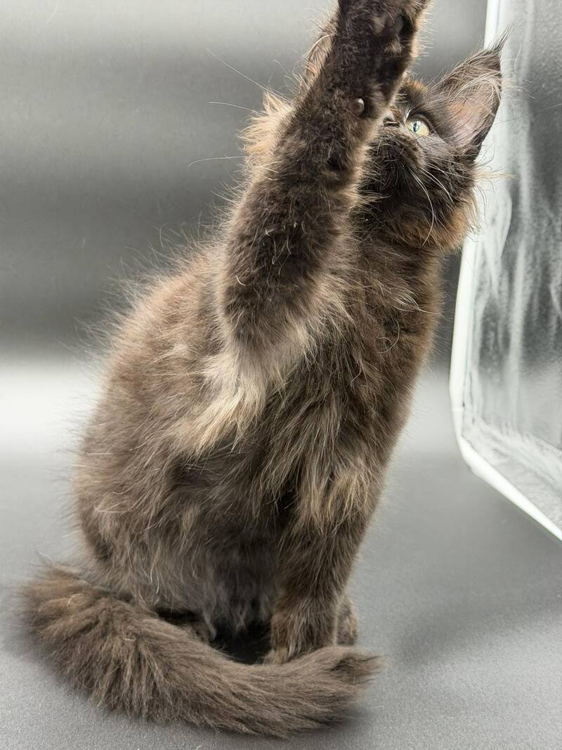 Frank Maine Coon male black - live animals