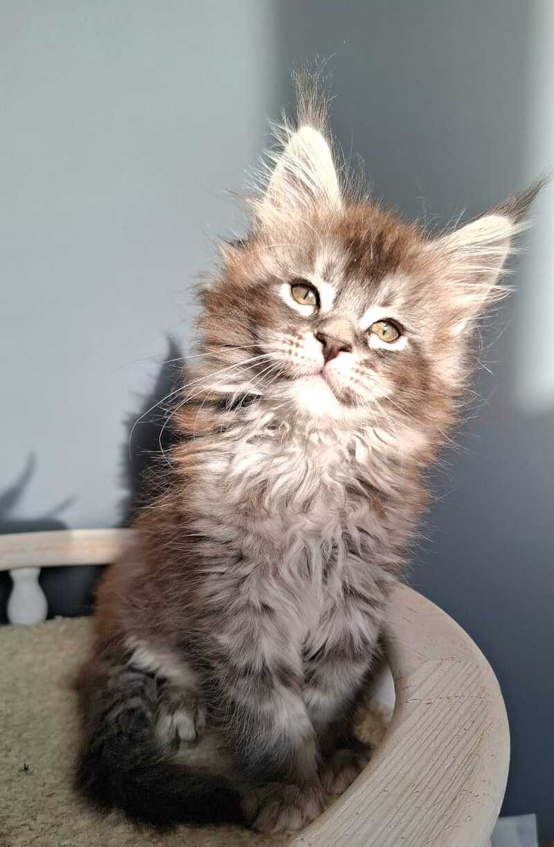 Flora Maine Coon female black silver ticked tabby - live animals