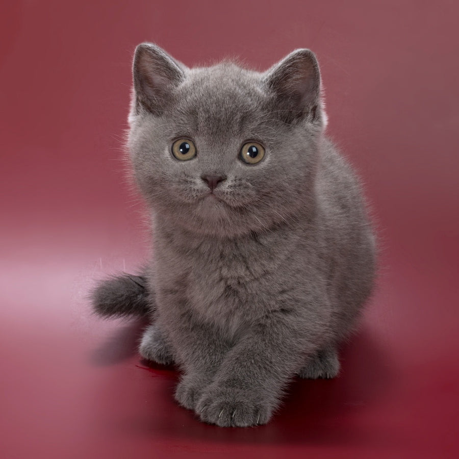 Pippin British Shorthair male, blue