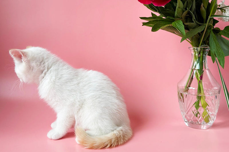 Leandro British Shorthair male, silver pointed bicolour