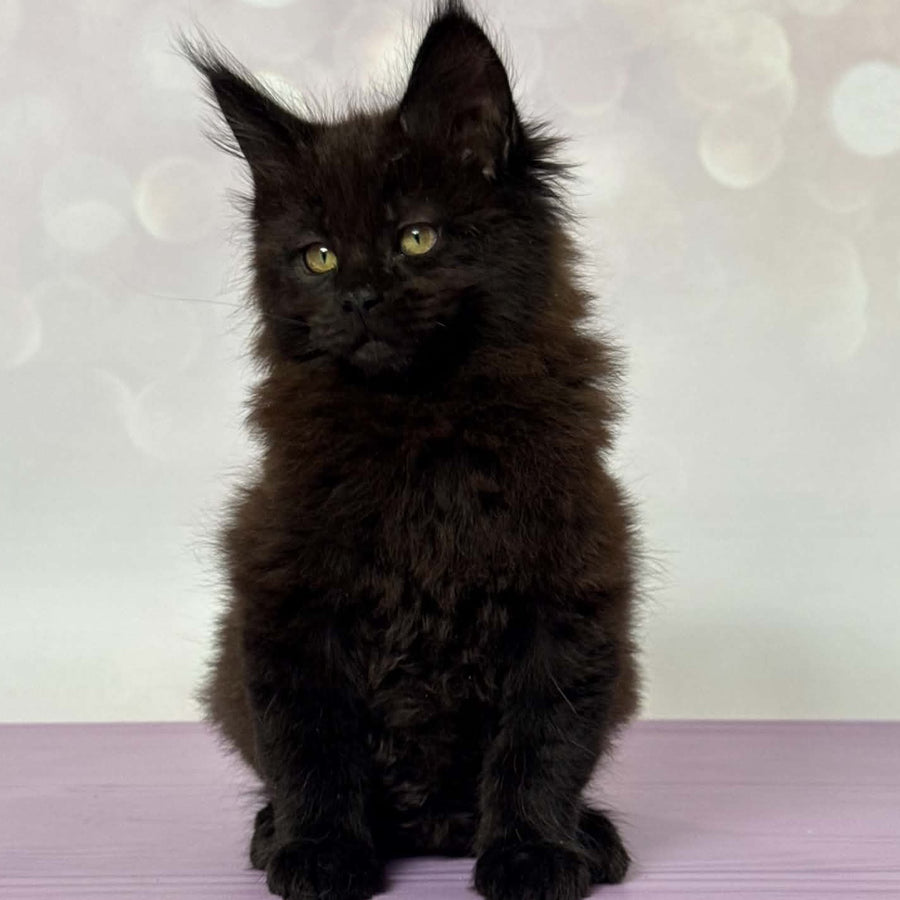 Fank Maine Coon male, black