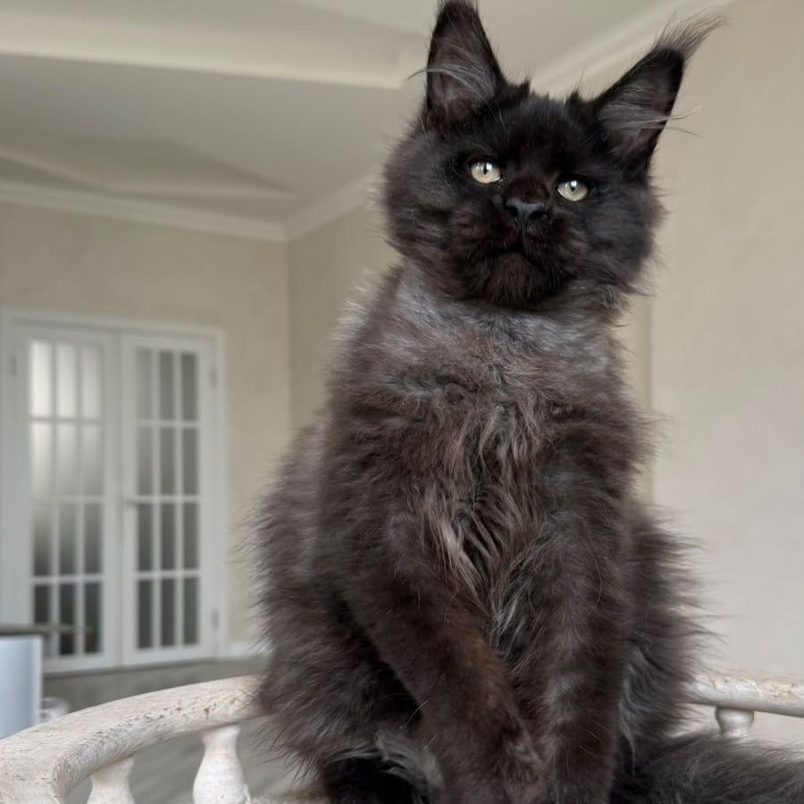Tibet Maine Coon male, black silver