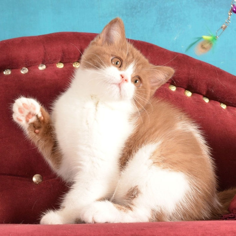 Gerda British Shorthair female, cinnamon spotted tabby