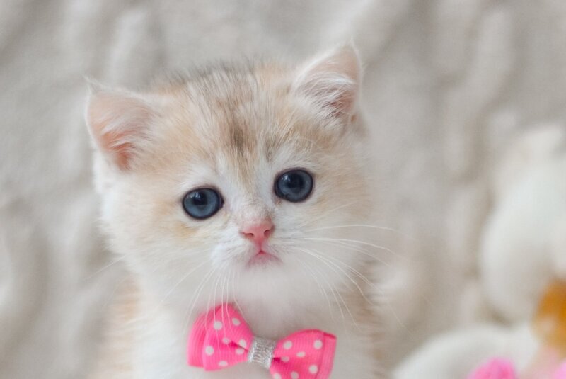 Niko British Shorthair male, blue golden chinchilla