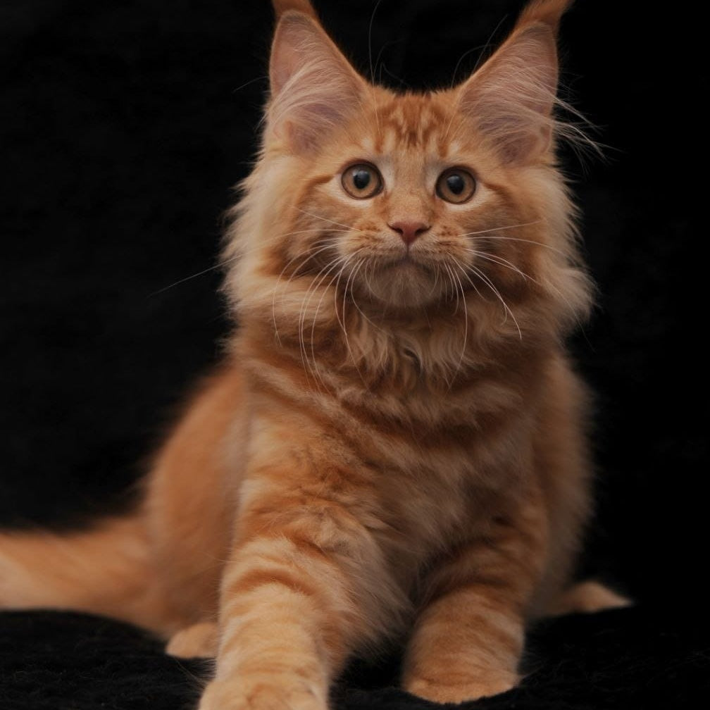Riana Maine Coon female, red