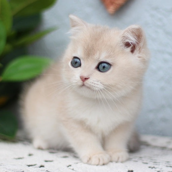 Chester British Shorthair male, blue golden shaded