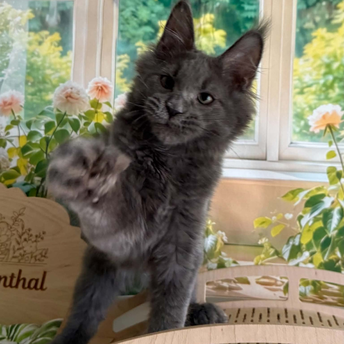 Yeremey Maine Coon polydactyl 6x6x6x6 male, blue