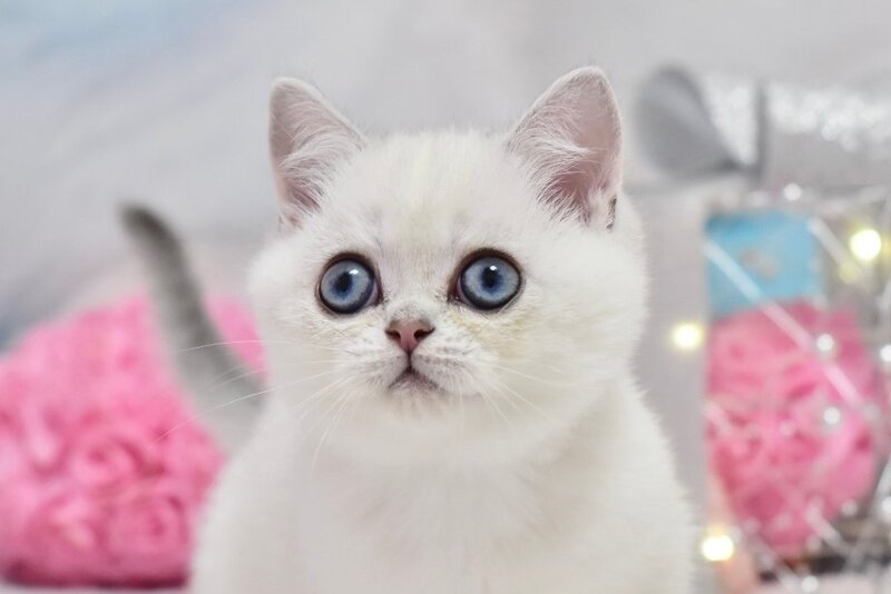 Dior British Shorthair male, black silver shaded pointed