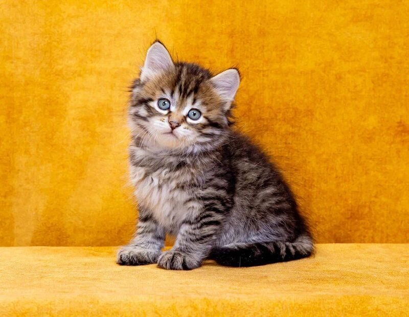 Dementiy Siberian male, black spotted tabby