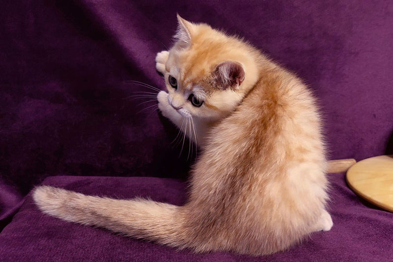 Kevin British Shorthair male, black golden spotted tabby
