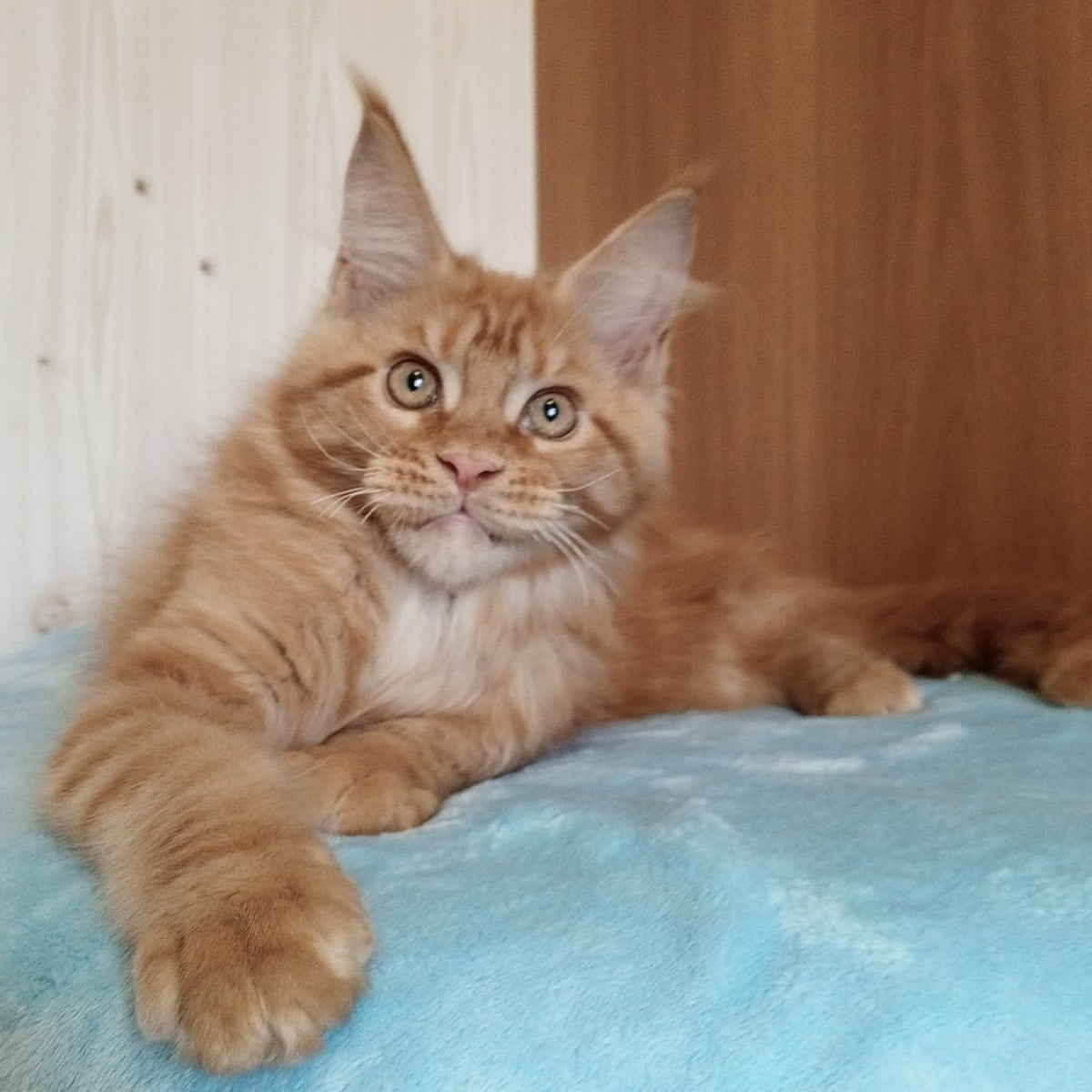 Willy Maine Coon male, red