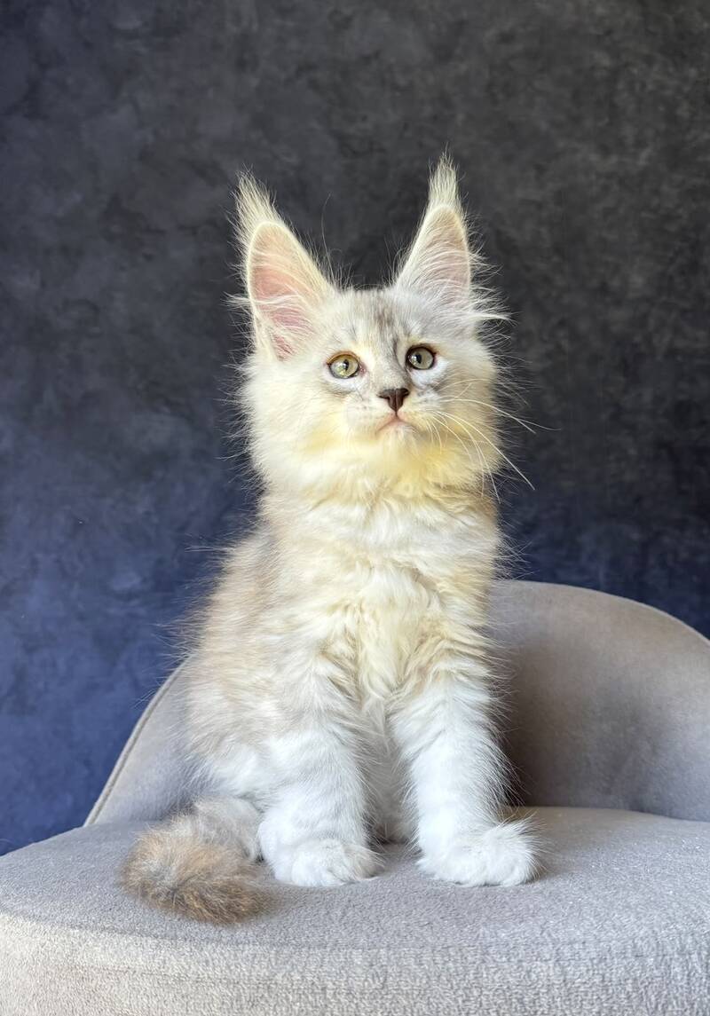 Garvin Maine Coon male, black silver tabby
