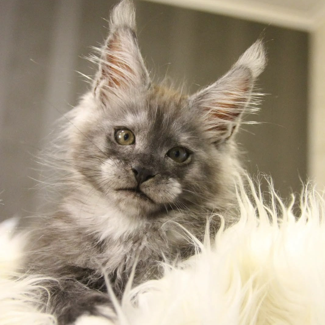 Quito Maine Coon male, black silver with white