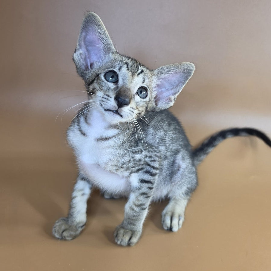 Yorick Oriental Shorthair male, black spotted tabby